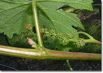 Bud Break