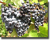 grenache rouge