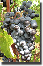 Mourvedre