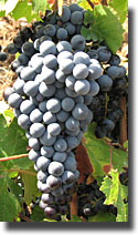 Mourvedre