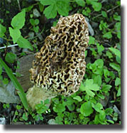 Margaret's morel