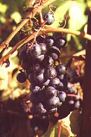 Zinfandel Grape